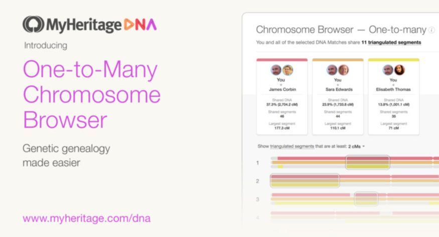 Grote upgrade voor de MyHeritage Chromosomenbrowser om DNA-matches beter te verkennen